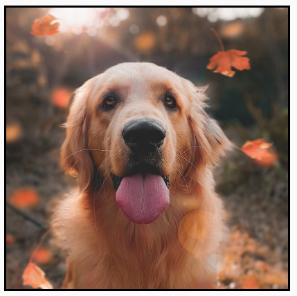 A portrait image scaled to fill the width of a square frame, with the top and bottom cropped.