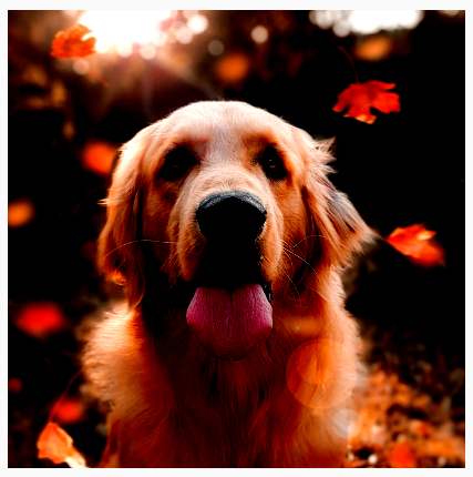 A dog with increased brightness and contrast, making it appear more vivid.