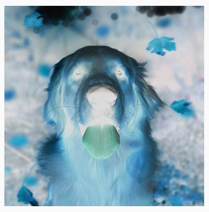 A dog with its colors inverted, showing a negative-like effect.